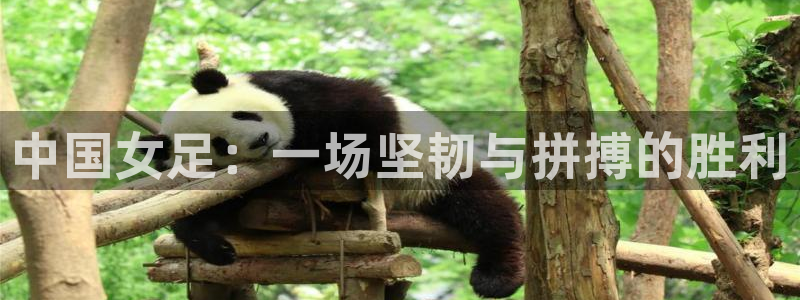 中国女足：一场坚韧与拼搏的胜利
