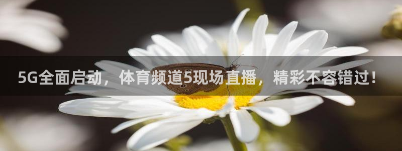 5G全面启动，体育频道5现场直播，精彩不容错过！