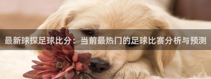 最新球探足球比分：当前最热门的足球比赛分析与预测