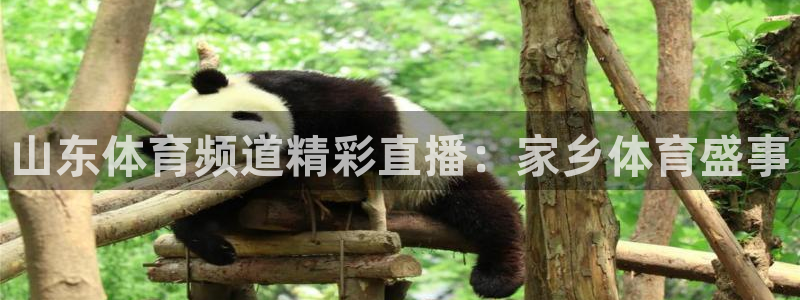 山东体育频道精彩直播：家乡体育盛事