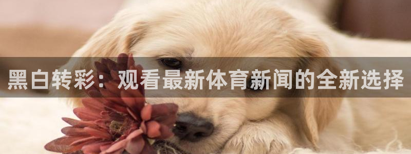 黑白转彩：观看最新体育新闻的全新选择