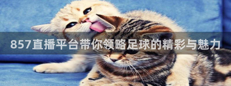 857直播平台带你领略足球的精彩与魅力