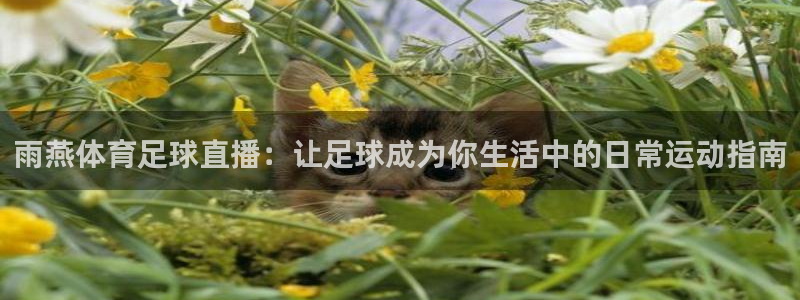 雨燕体育足球直播：让足球成为你生活中的日常运动指南
