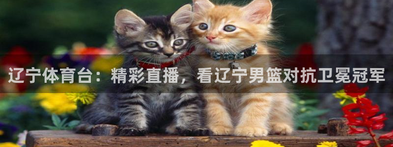 辽宁体育台：精彩直播，看辽宁男篮对抗卫冕冠军