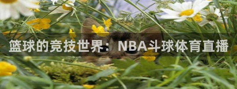 篮球的竞技世界：NBA斗球体育直播