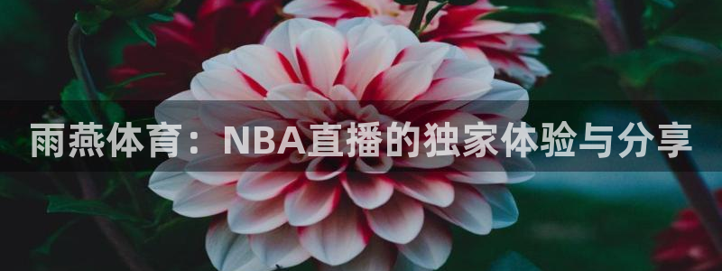 雨燕体育：NBA直播的独家体验与分享
